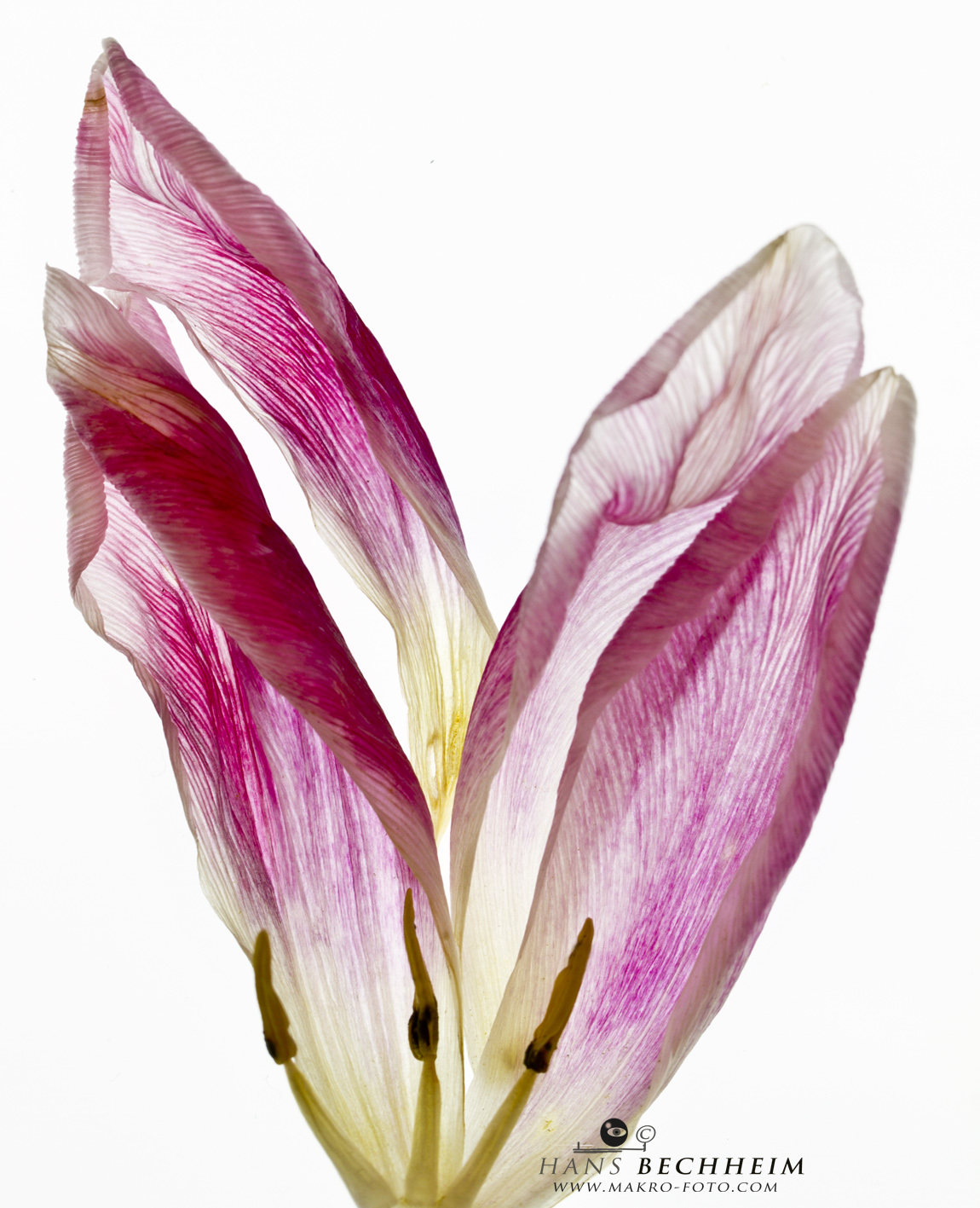 Tulpenblätter, fotografieren lernen, Makrofotografie, fotografieren
